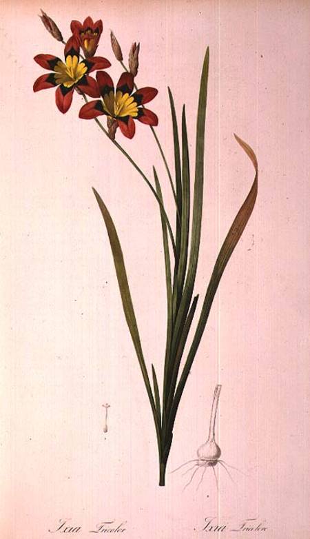 Ixia Tricolor, from `Les Liliacees' de Pierre Joseph Redouté