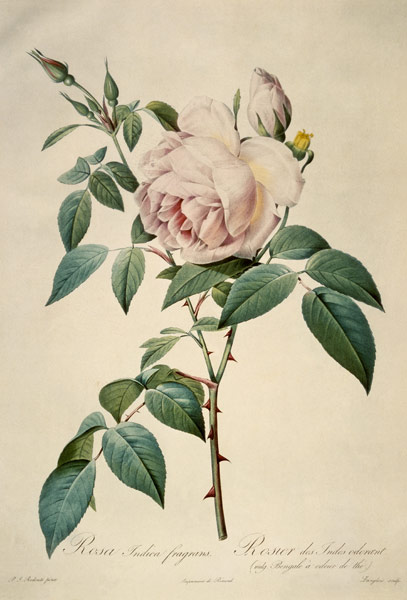 Rosa chinensis and Rosa gigantea, from 'Les Roses' de Pierre Joseph Redouté