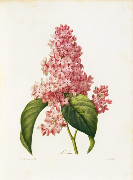 Lilac / Redouté de Pierre Joseph Redouté