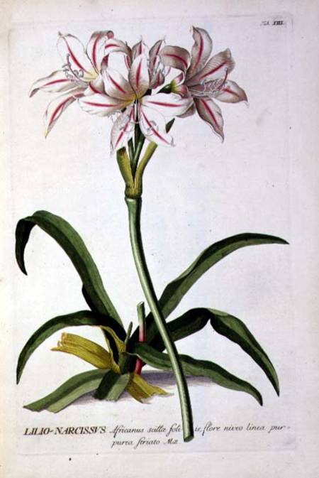 Lilio-Narcissus, from `Trew Plantae Selectae' de Pierre Joseph Redouté