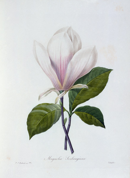 Magnolia / Redouté de Pierre Joseph Redouté