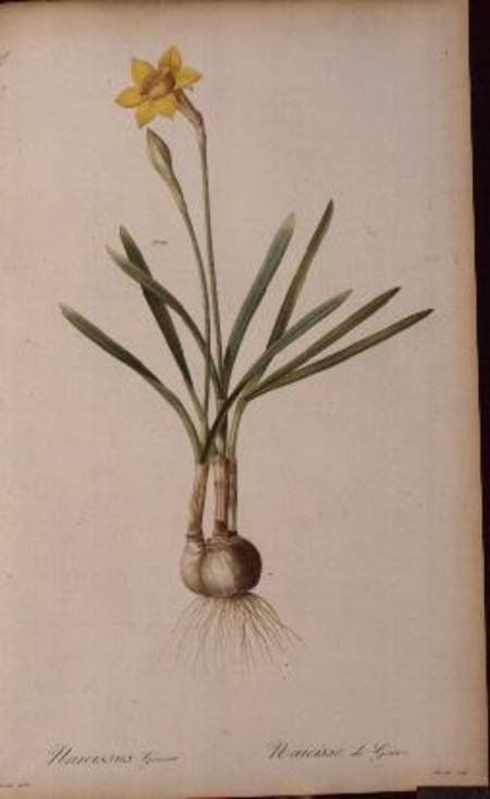 Narcissus Gouani, from `Les Liliacees' de Pierre Joseph Redouté