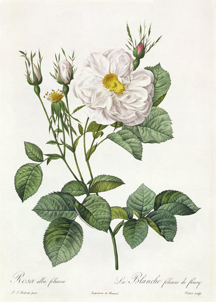 Rosa Alba Foliacea de Pierre Joseph Redouté