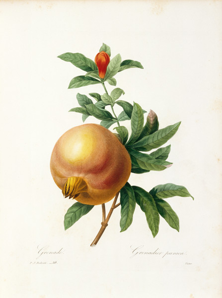 Pomegranate / Redouté de Pierre Joseph Redouté