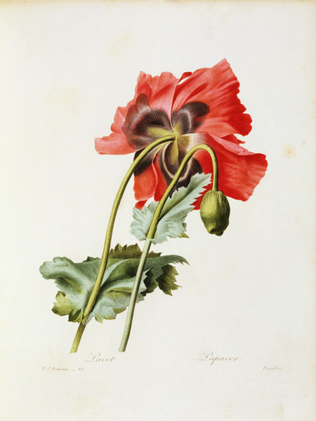Poppy / Redouté de Pierre Joseph Redouté