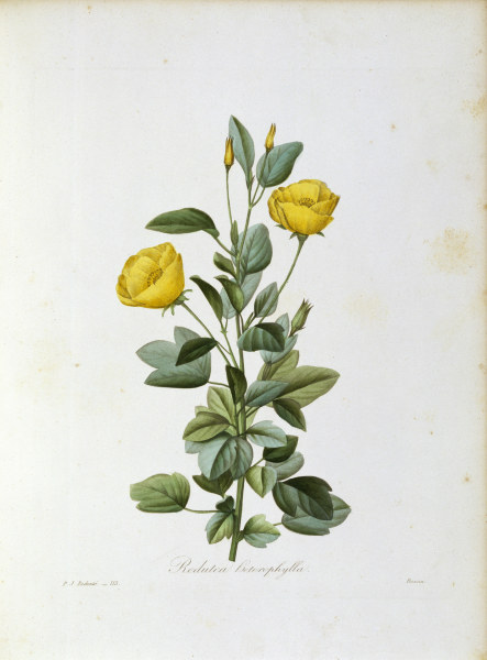 Redutea heterophylla / Redouté de Pierre Joseph Redouté