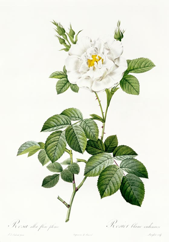 Rosa Alba flore pleno de Pierre Joseph Redouté
