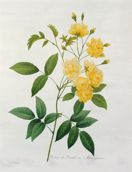 Rosa banksiae (Banks's rose), from 'Choix des Plus Belles Fleurs' de Pierre Joseph Redouté