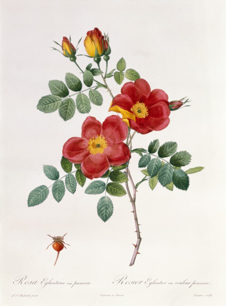 Rosa Eglantera Punicea de Pierre Joseph Redouté