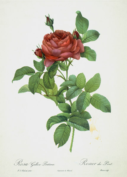 Rosa Gallica Pontiana de Pierre Joseph Redouté