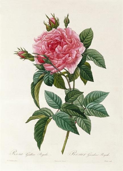 Rosa Gallica Regalis de Pierre Joseph Redouté