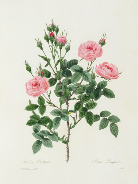 Rosa Pomponia / Redouté 1835 de Pierre Joseph Redouté