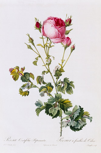 Rosa Centifolia Bipinnata de Pierre Joseph Redouté