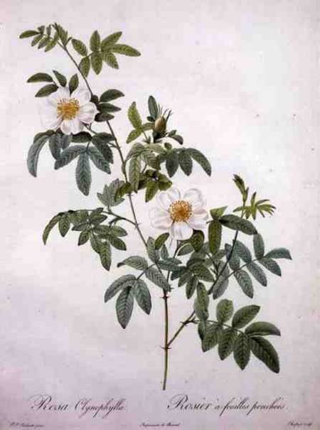 Rosa clynophylla, engraved by Chapuy, from 'Les Roses' de Pierre Joseph Redouté