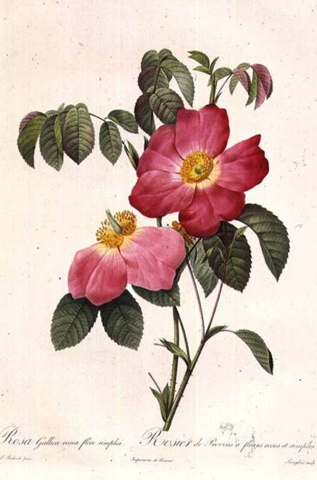 Rosa Gallica Rosea Flore Simplici de Pierre Joseph Redouté