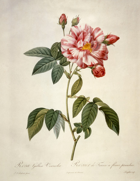 Rosa gallica versicolor / after Redoute de Pierre Joseph Redouté