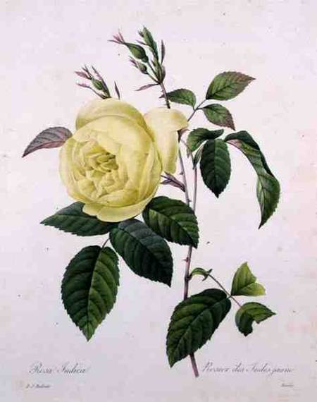 Rosa indica, engraved by Bessin, from 'Choix des Plus Belles Fleurs' de Pierre Joseph Redouté