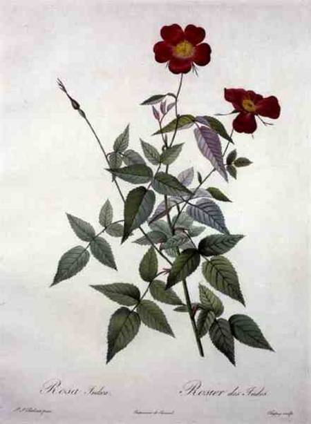 Rosa indica, engraved by Chapuy, from 'Les Roses' de Pierre Joseph Redouté