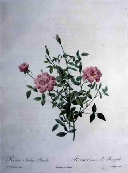 Rosa indica pumila (dwarf Bengal rose), engraved by Chapuy, from 'Les Roses' de Pierre Joseph Redouté