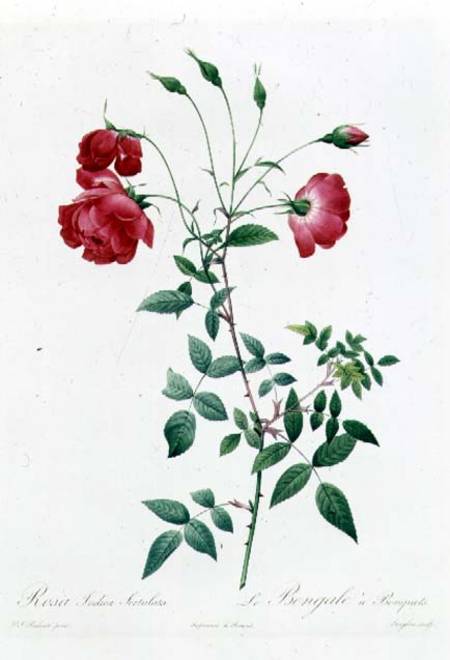 Rosa Indica Sertulata de Pierre Joseph Redouté