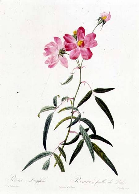 Rosa Longifolia de Pierre Joseph Redouté
