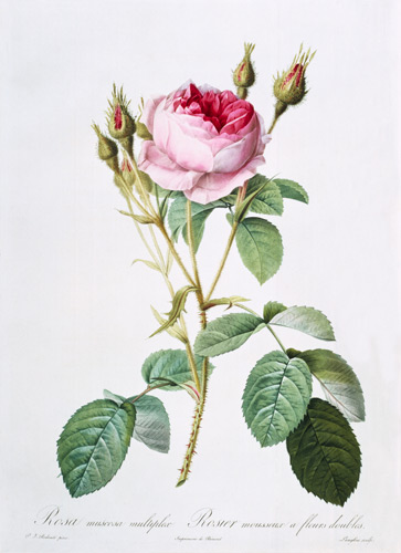 Rosa muscosa multiplex (double moss rose), engraved by Langlois, from 'Les Roses' de Pierre Joseph Redouté