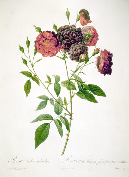 Rose / Langlois after Redoute de Pierre Joseph Redouté