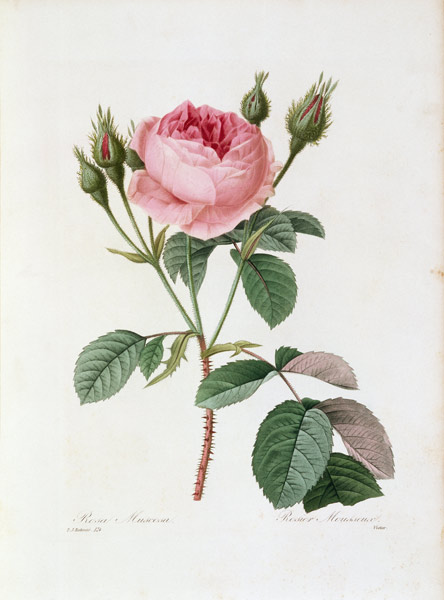 Roses / Redouté 1835 de Pierre Joseph Redouté
