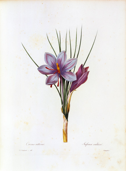 Saffron crocus / Redouté de Pierre Joseph Redouté