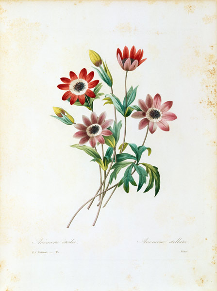 Star anemone / Redouté de Pierre Joseph Redouté