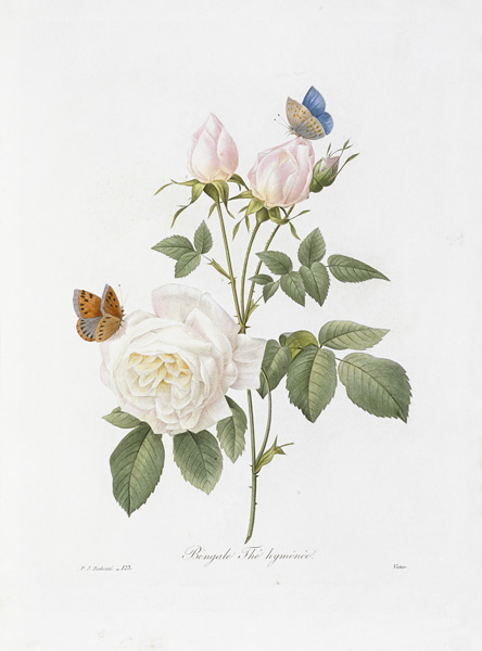 Tee Rose / Redouté 1835 de Pierre Joseph Redouté