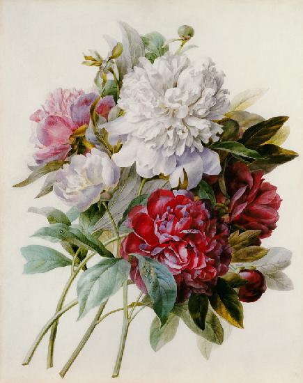 A Bouquet Of Red, Pink And White Peonies