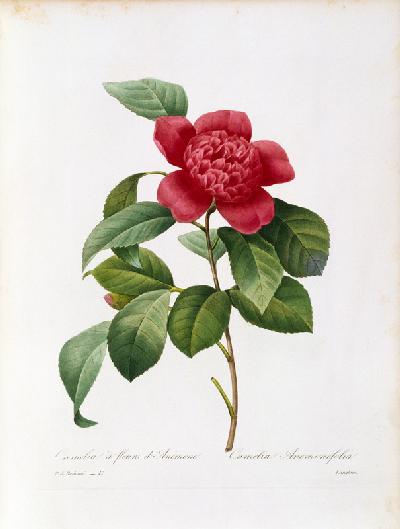 Camellia / Redouté