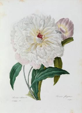 Peony / Redouté