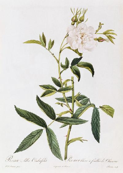 Rosa Alba Cimbaefolia
