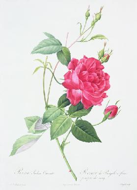 Rosa indica cruenta (blood-red Bengal rose), engraved by Langlois, from 'Les Roses'