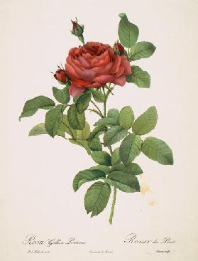 Rose / Stipple Engraving after Redoute