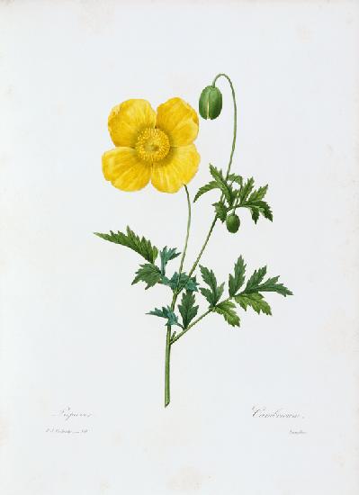 Welsh Poppy / Redouté