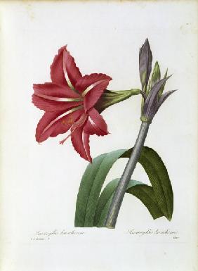 Amaryllis brasiliensis / Redouté