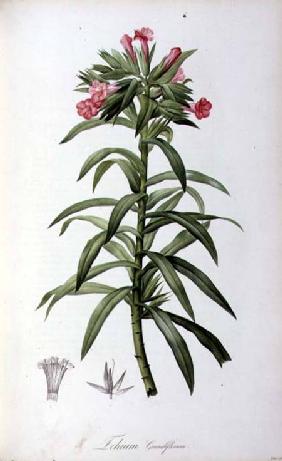 Echium Grandiflorum, from `Le Jardin de Malmaison'