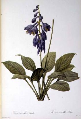 Hemerocallis Caerulea, from `Les Liliacees'