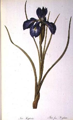 Iris Xyphioides, from `Les Liliacees'