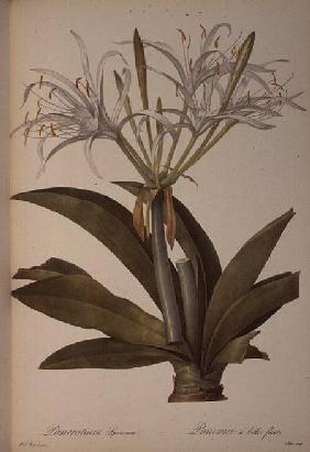 Pancratium speciosum, from `Les Liliacees'