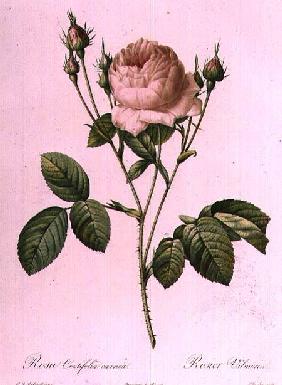 Rosa Centifolia Carnea