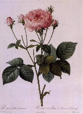 Rosa Gallica Granatus, from 'Les Roses', vol II