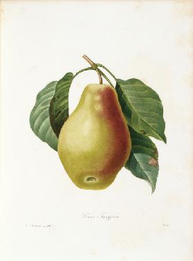 Tarquin pear / Redouté
