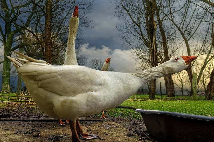 the 3 geese de Piet Flour