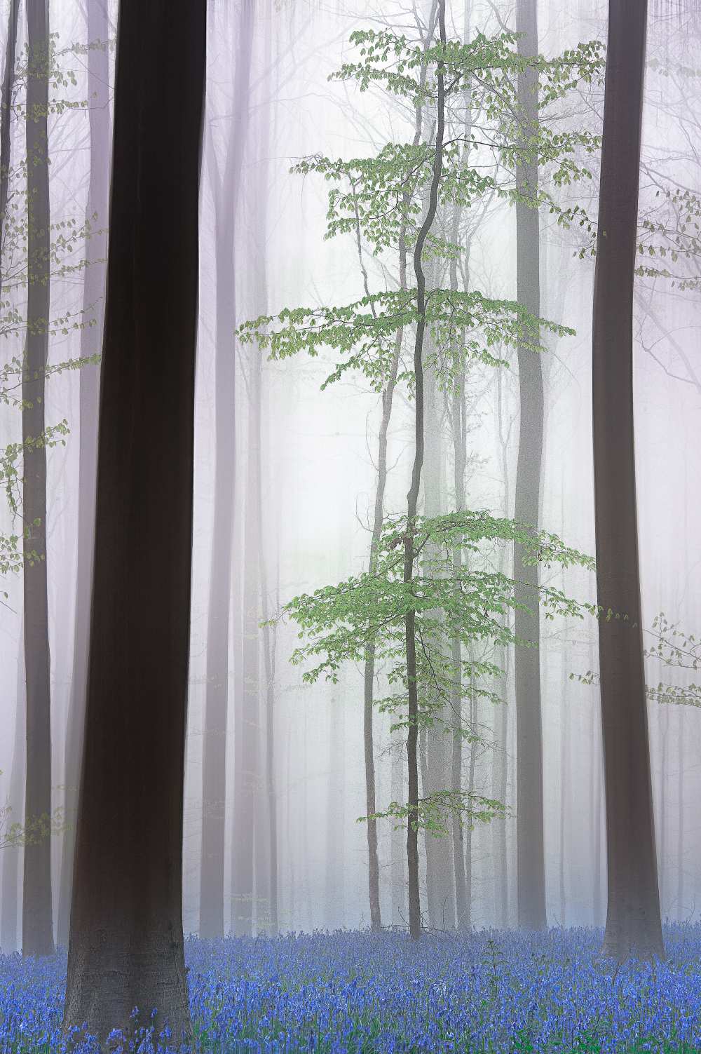 foggy forest .... de Piet Haaksma