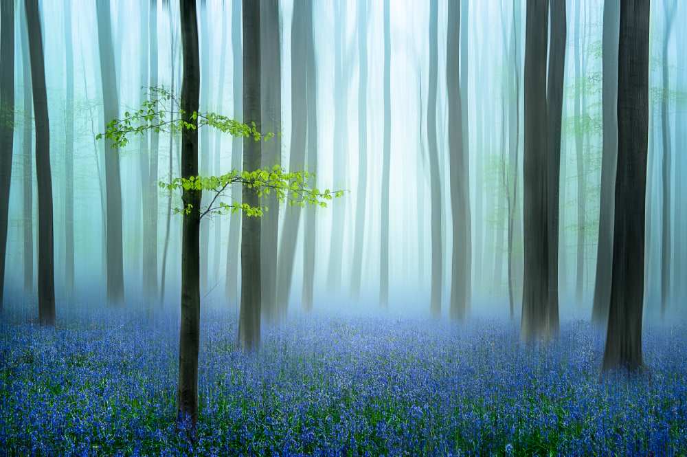 the blue forest ........ de Piet Haaksma