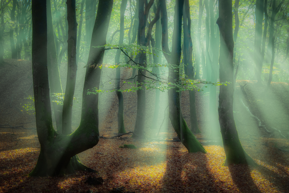 Magical forest. de Piet Haaksma